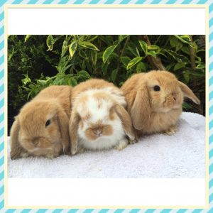 mini lop