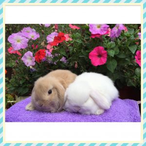 mini lop