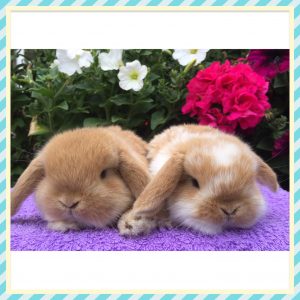 mini lop