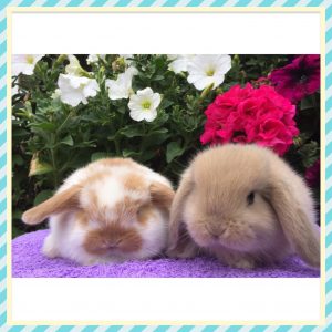 mini lop