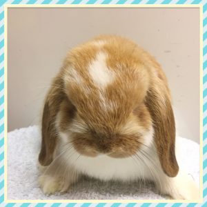 mini lop