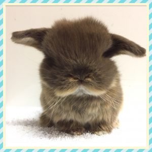 mini lop