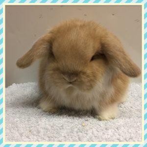 mini lop