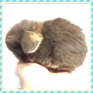 mini lop