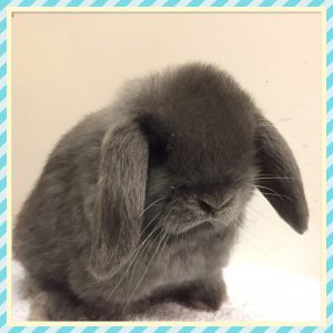 mini lop
