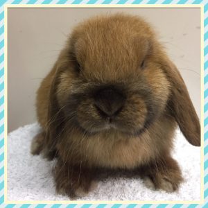 mini lop