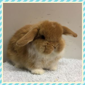 Baby Mini Lops in Dunfermline