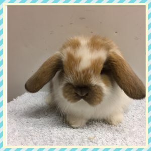 mini lop