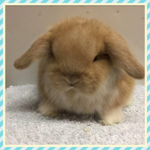 mini lop