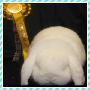 German Lops