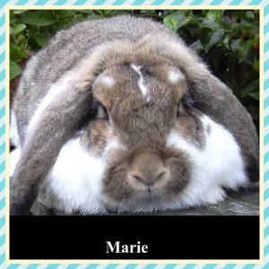 German Lops