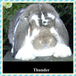 German Lops
