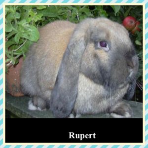 German Lops