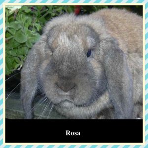 German Lops