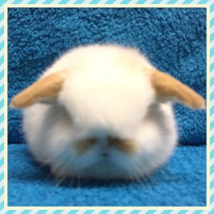 Mini Lop