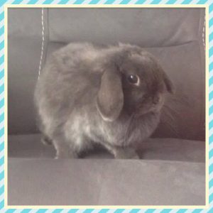 Blue mini lop