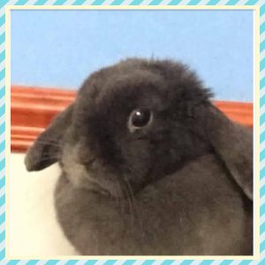 Blue mini Lop