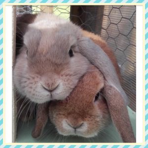 Mini lops
