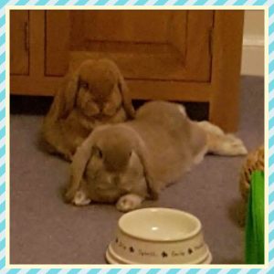 Mini lops