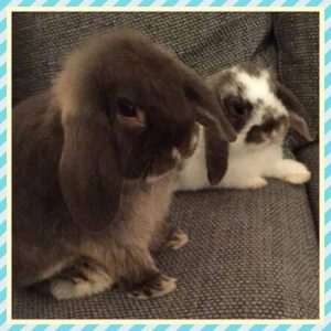 baby mini lop