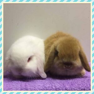 Baby Mini Lops in Glasgow