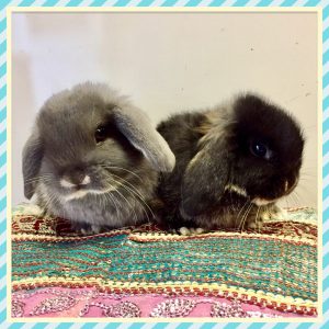 Baby Mini Lops in Larbert