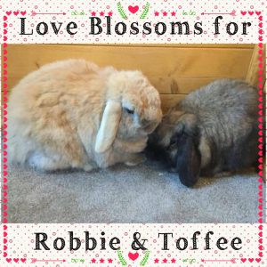 mini lop
