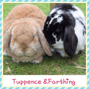 mini lop
