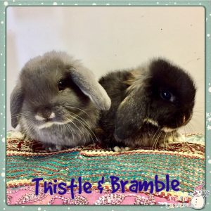 mini lop