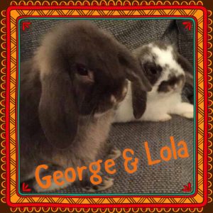 mini lop