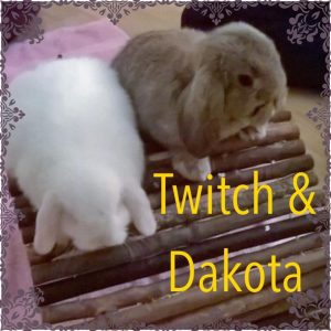 mini lop