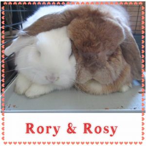 mini lop