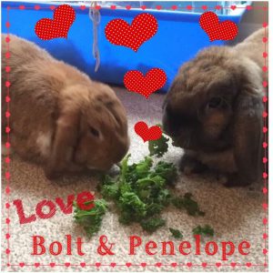 mini lop