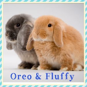 mini lop