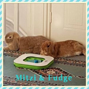 mini lop