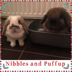 mini lop