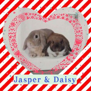 mini lop