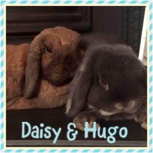 mini lop
