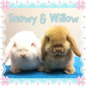 mini lop