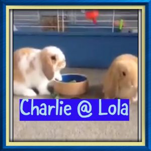 mini lop