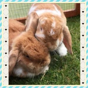 Baby Mini Lops in Dunfermline