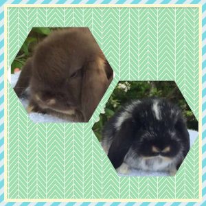 Baby Mini Lops in Dunfermline