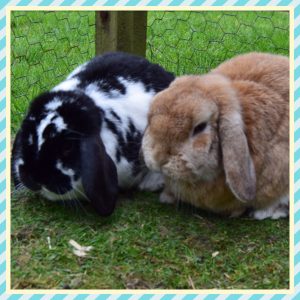 baby mini lop