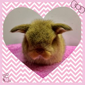 Baby Mini Lops in Armadale