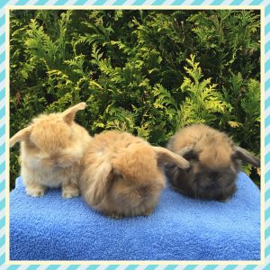Mini Lop