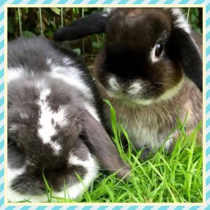 Baby Mini Lops in Glasgow