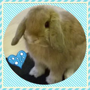 Mini Lop