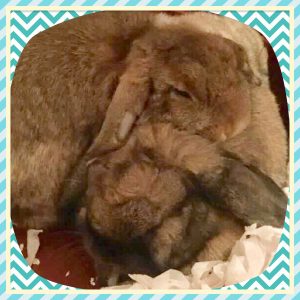 Baby Mini Lops in Larbert