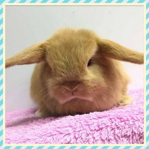 Baby Mini Lops in Penicuik
