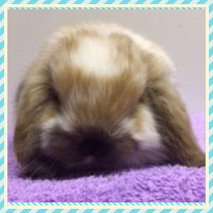 Baby Mini Lops in Lochgelly